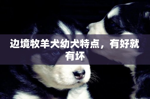 邊境牧羊犬幼犬特點，有好就有壞