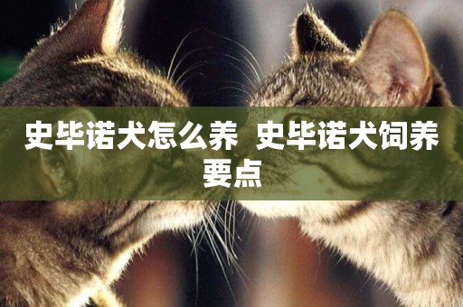 史畢諾犬怎么養  史畢諾犬飼養要點