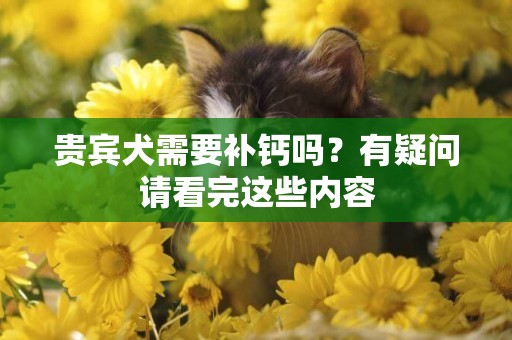 貴賓犬需要補鈣嗎？有疑問請看完這些內容