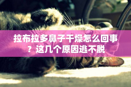 拉布拉多鼻子干燥怎么回事？這幾個原因逃不脫