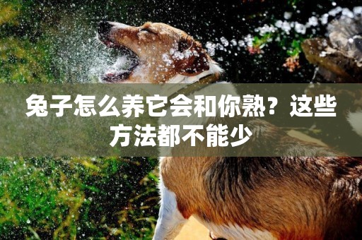 兔子怎么養它會和你熟？這些方法都不能少
