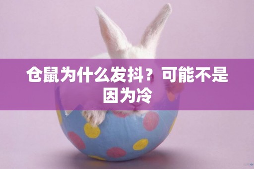 倉鼠為什么發抖？可能不是因為冷