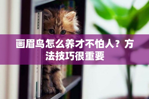 畫眉鳥怎么養才不怕人？方法技巧很重要