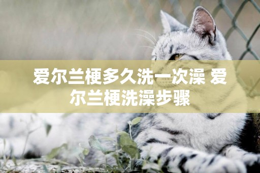 愛爾蘭梗多久洗一次澡 愛爾蘭梗洗澡步驟