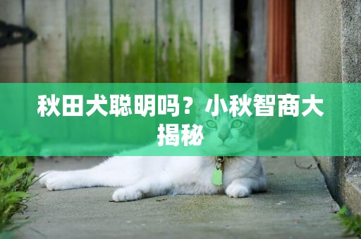 秋田犬聰明嗎？小秋智商大揭秘