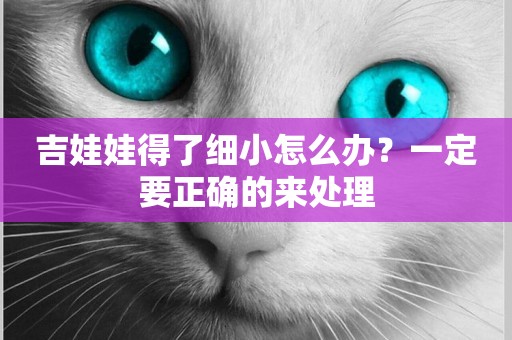 吉娃娃得了細小怎么辦？一定要正確的來處理