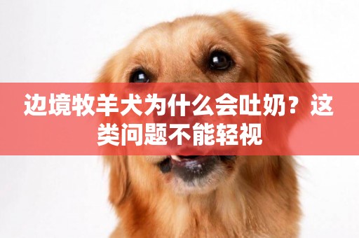 邊境牧羊犬為什么會吐奶？這類問題不能輕視