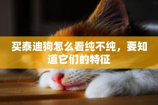 買泰迪狗怎么看純不純，要知道它們的特征