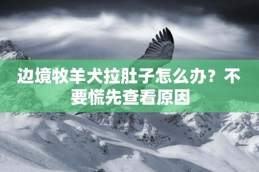 邊境牧羊犬拉肚子怎么辦？不要慌先查看原因