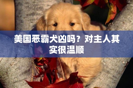 美國惡霸犬兇嗎？對主人其實很溫順