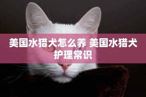 美國水獵犬怎么養 美國水獵犬護理常識