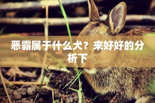 惡霸屬于什么犬？來好好的分析下