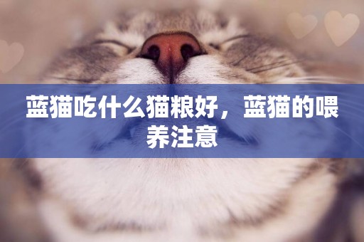 藍貓吃什么貓糧好，藍貓的喂養注意