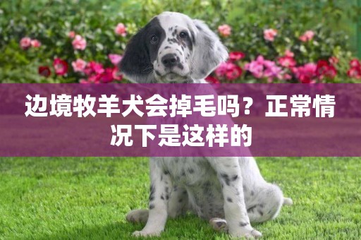 邊境牧羊犬會掉毛嗎？正常情況下是這樣的