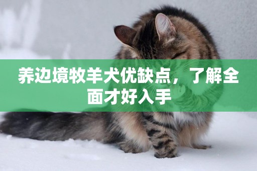養邊境牧羊犬優缺點，了解全面才好入手