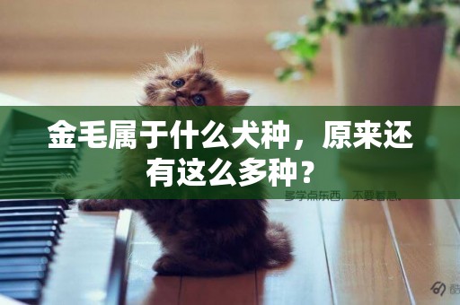 金毛屬于什么犬種，原來還有這么多種？