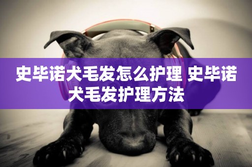 史畢諾犬毛發怎么護理 史畢諾犬毛發護理方法