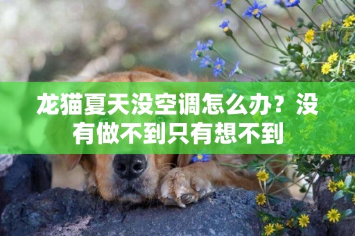 龍貓夏天沒空調怎么辦？沒有做不到只有想不到