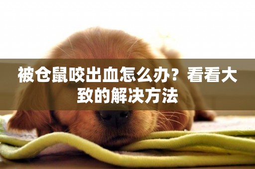 被倉鼠咬出血怎么辦？看看大致的解決方法