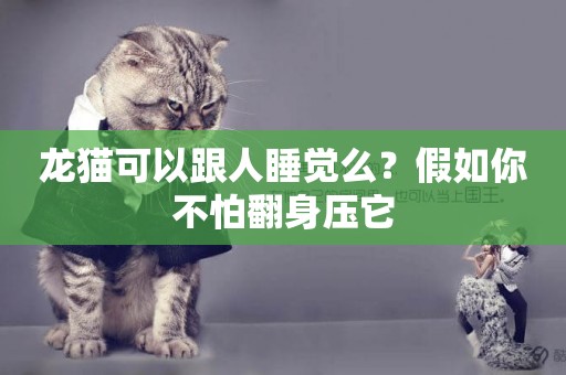 龍貓可以跟人睡覺么？假如你不怕翻身壓它