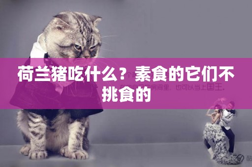 荷蘭豬吃什么？素食的它們不挑食的