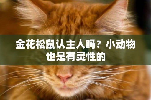 金花松鼠認主人嗎？小動物也是有靈性的