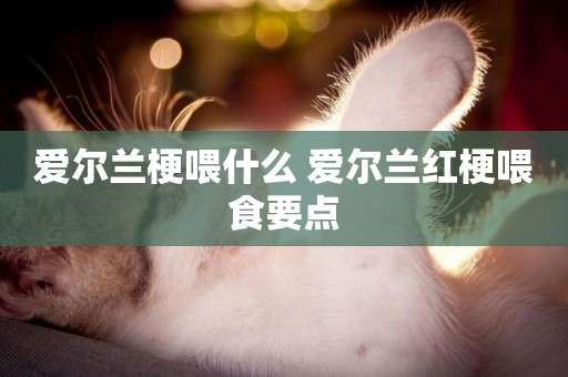 愛爾蘭梗喂什么 愛爾蘭紅梗喂食要點