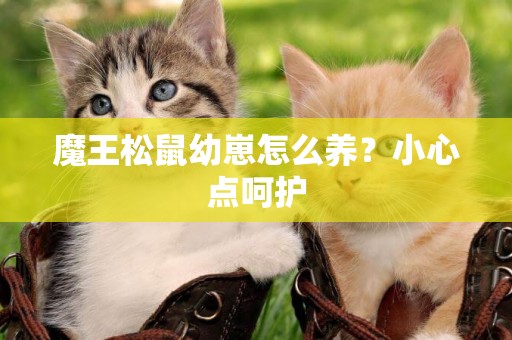 魔王松鼠幼崽怎么養？小心點呵護