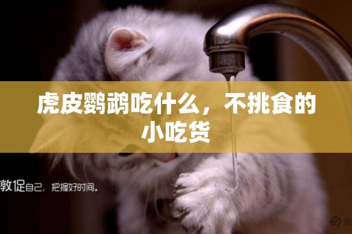 虎皮鸚鵡吃什么，不挑食的小吃貨