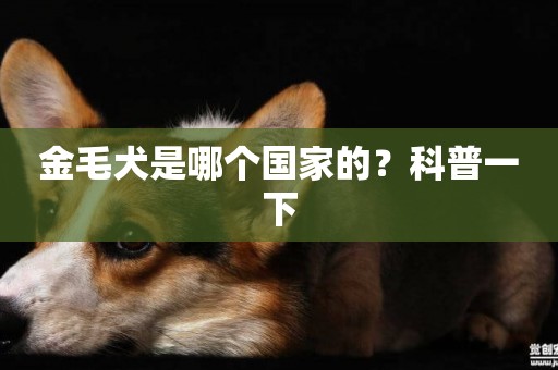金毛犬是哪個國家的？科普一下