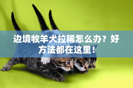 邊境牧羊犬拉稀怎么辦？好方法都在這里！