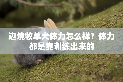 邊境牧羊犬體力怎么樣？體力都是靠訓練出來的