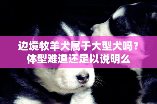 邊境牧羊犬屬于大型犬嗎？體型難道還足以說明么