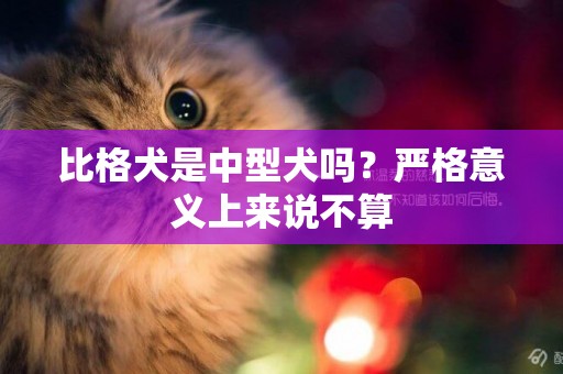 比格犬是中型犬嗎？嚴格意義上來說不算