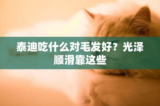 泰迪吃什么對毛發好？光澤順滑靠這些