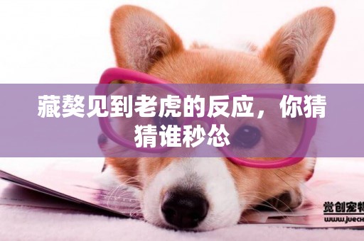 藏獒見到老虎的反應，你猜猜誰秒慫