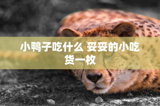 小鴨子吃什么 妥妥的小吃貨一枚