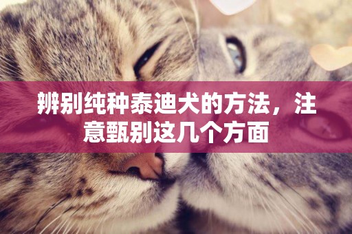 辨別純種泰迪犬的方法，注意甄別這幾個方面