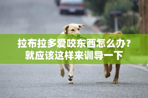 拉布拉多愛咬東西怎么辦？就應該這樣來訓導一下