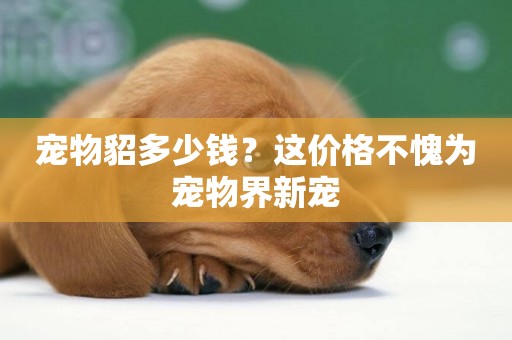 寵物貂多少錢？這價格不愧為寵物界新寵