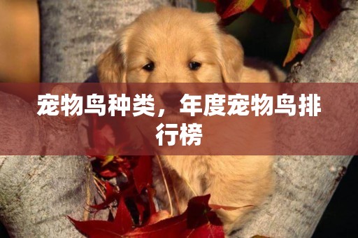 寵物鳥種類，年度寵物鳥排行榜