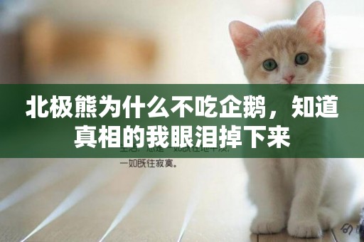 北極熊為什么不吃企鵝，知道真相的我眼淚掉下來