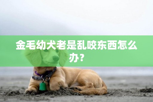 金毛幼犬老是亂咬東西怎么辦？
