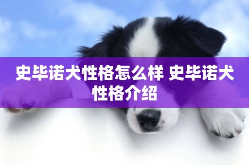 史畢諾犬性格怎么樣 史畢諾犬性格介紹