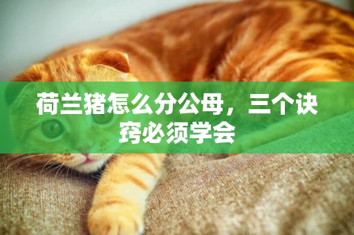 荷蘭豬怎么分公母，三個訣竅必須學會