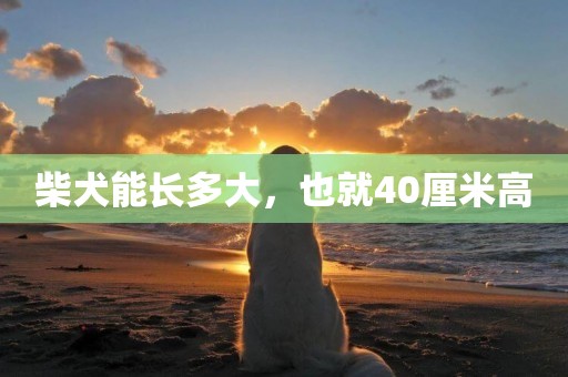 柴犬能長多大，也就40厘米高