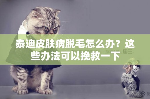 泰迪皮膚病脫毛怎么辦？這些辦法可以挽救一下