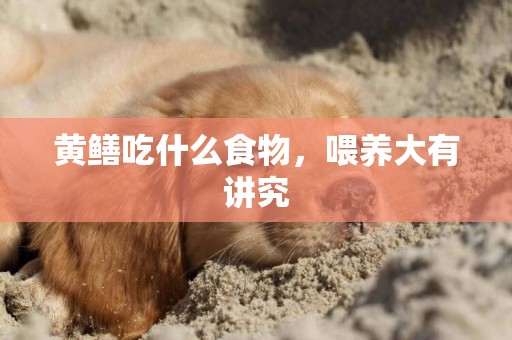 黃鱔吃什么食物，喂養大有講究