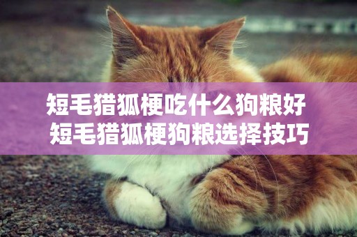 短毛獵狐梗吃什么狗糧好 短毛獵狐梗狗糧選擇技巧