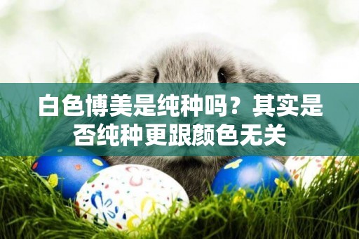 白色博美是純種嗎？其實是否純種更跟顏色無關